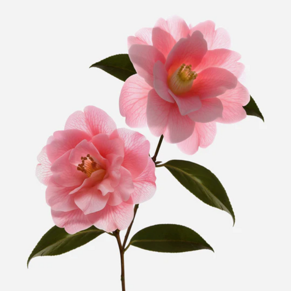 Two pink flowers with green leaves on a white background