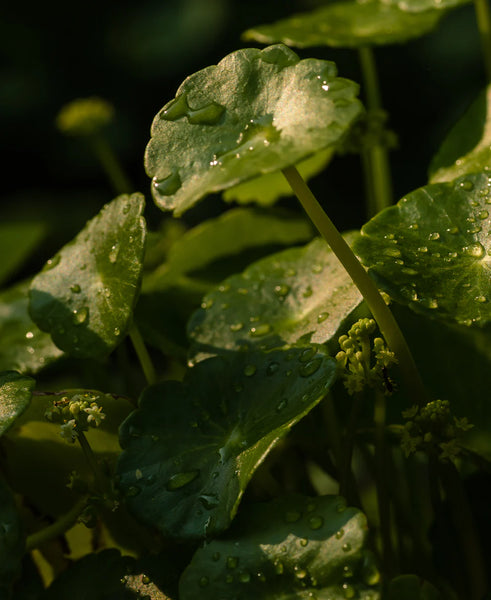 Close-up of wet green Gotu Kola leaves with water droplets on a dark background