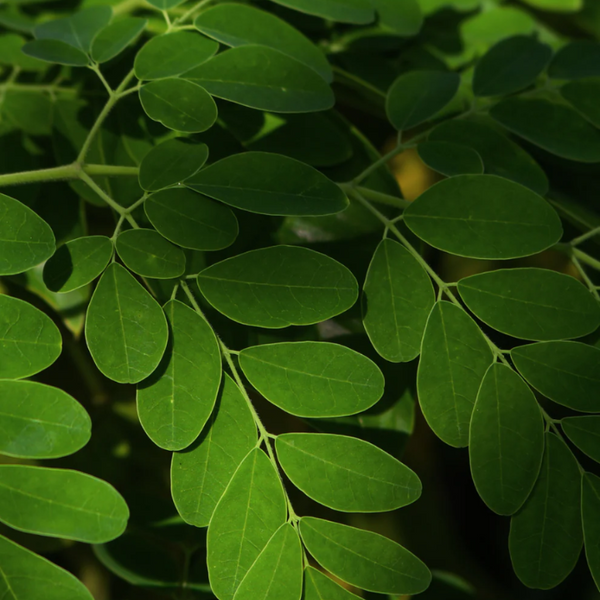 Moringa Sahajan Balance Toner