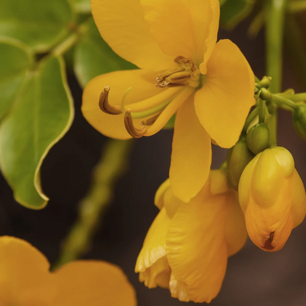 Senna Flower used in Sahajan Sleep Mask