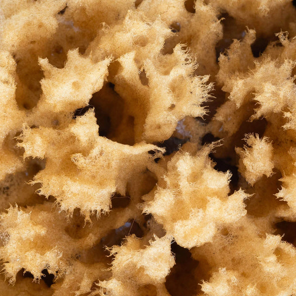 Body Sea Sponge by Wildcraft